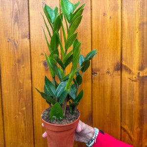 Zamiokulkas (Zamioculcas zamifolia) - výška 30-35 cm, kont. C1L